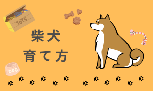 柴犬の育て方