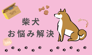 柴犬お悩み解決