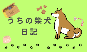 うちの柴犬日記